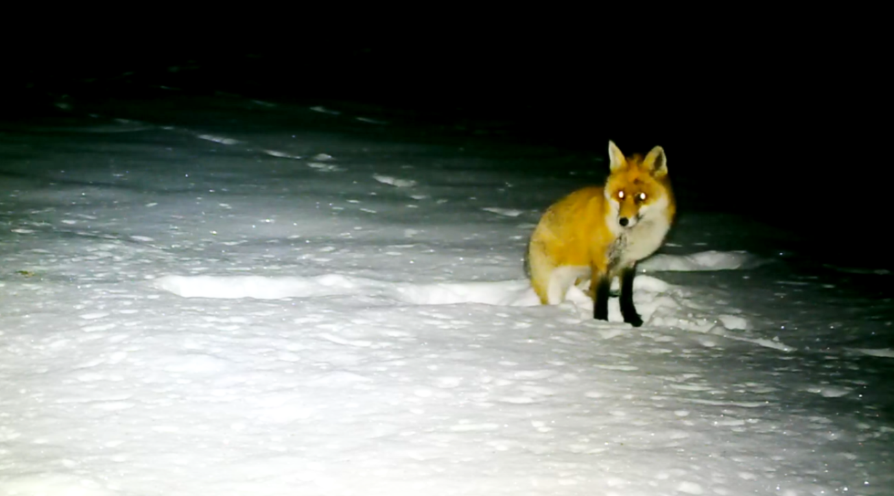 Лиса вышла на охоту в Карпатах: редкое видео с фотоловушки